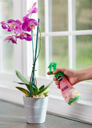 چگونه ارکیده خود را تغذیه کنیم؟ - فوت و فن های باغبانی